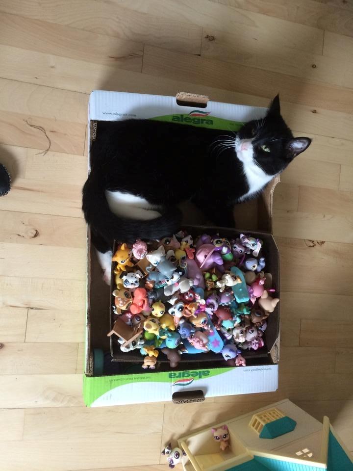 Huskat Balou - baby leger med min lille søsters lege tøj :D billede 13