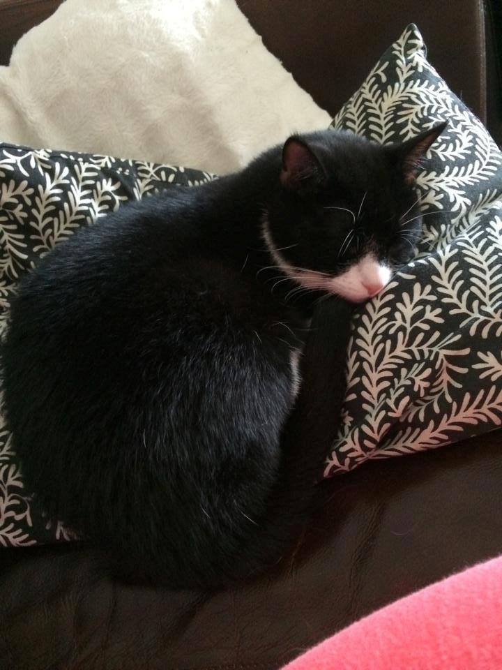 Huskat Balou - <3<3 billede 14