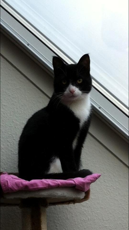 Huskat Balou - flotte store kat <3<3 billede 16