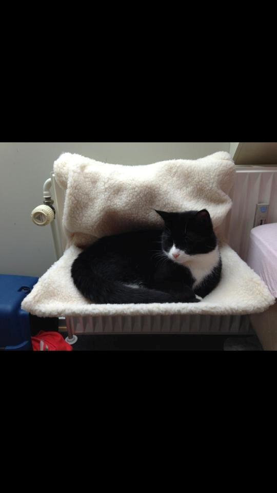 Huskat Balou - hans seng nummer 2 ( han sover ved mig normalt :D) billede 17