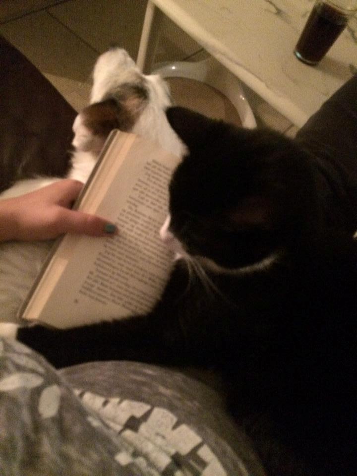 Huskat Balou - balou og whisky ( whisky er min hund på 12 år) de følger med når jeg læser lektier  billede 19