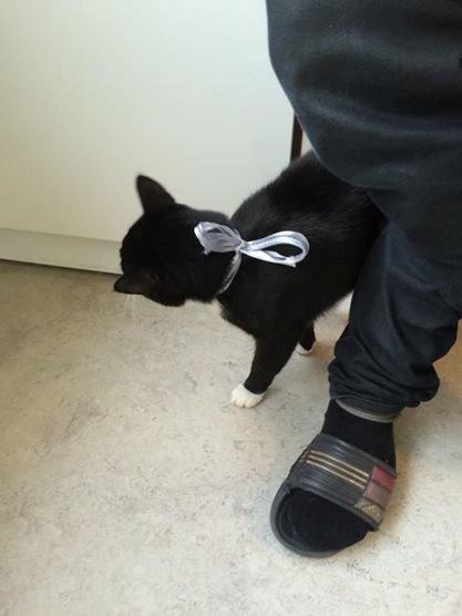 Huskat Balou - han så fin ud på min fødselsdag :)) billede 21