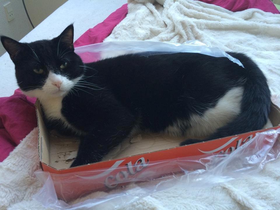 Huskat Balou - papkasse <3<3<3 billede 15