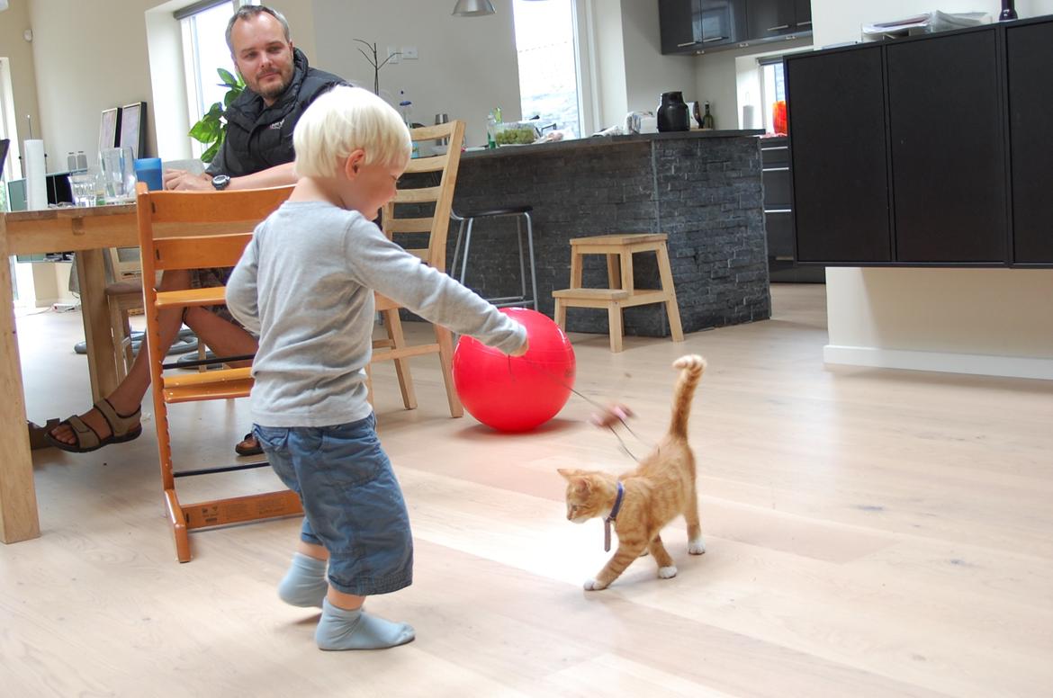 Huskat Baggårds Røde R.I.P billede 1