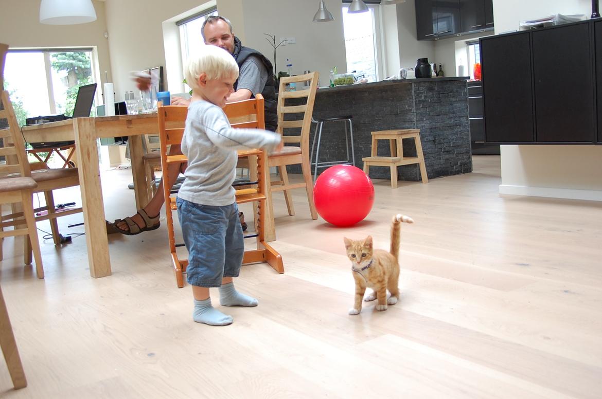 Huskat Baggårds Røde R.I.P billede 2