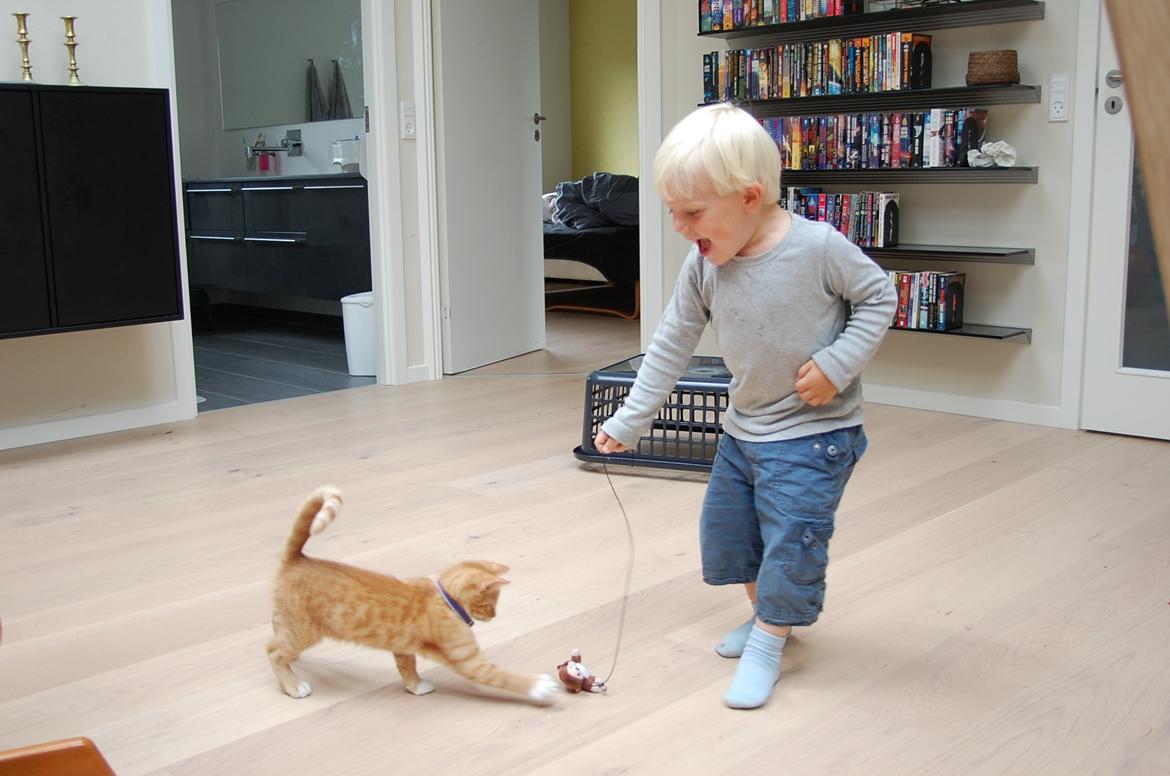 Huskat Baggårds Røde R.I.P billede 3