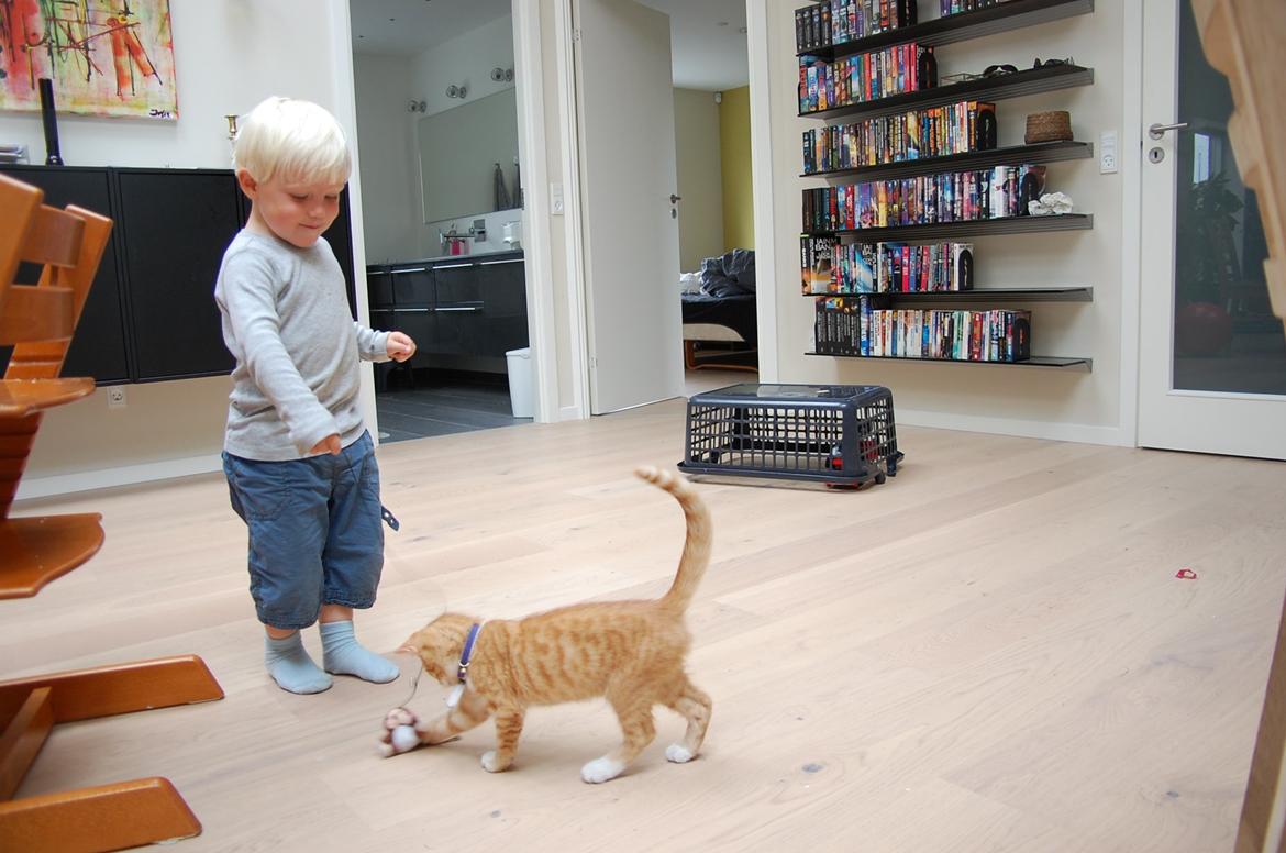 Huskat Baggårds Røde R.I.P billede 5