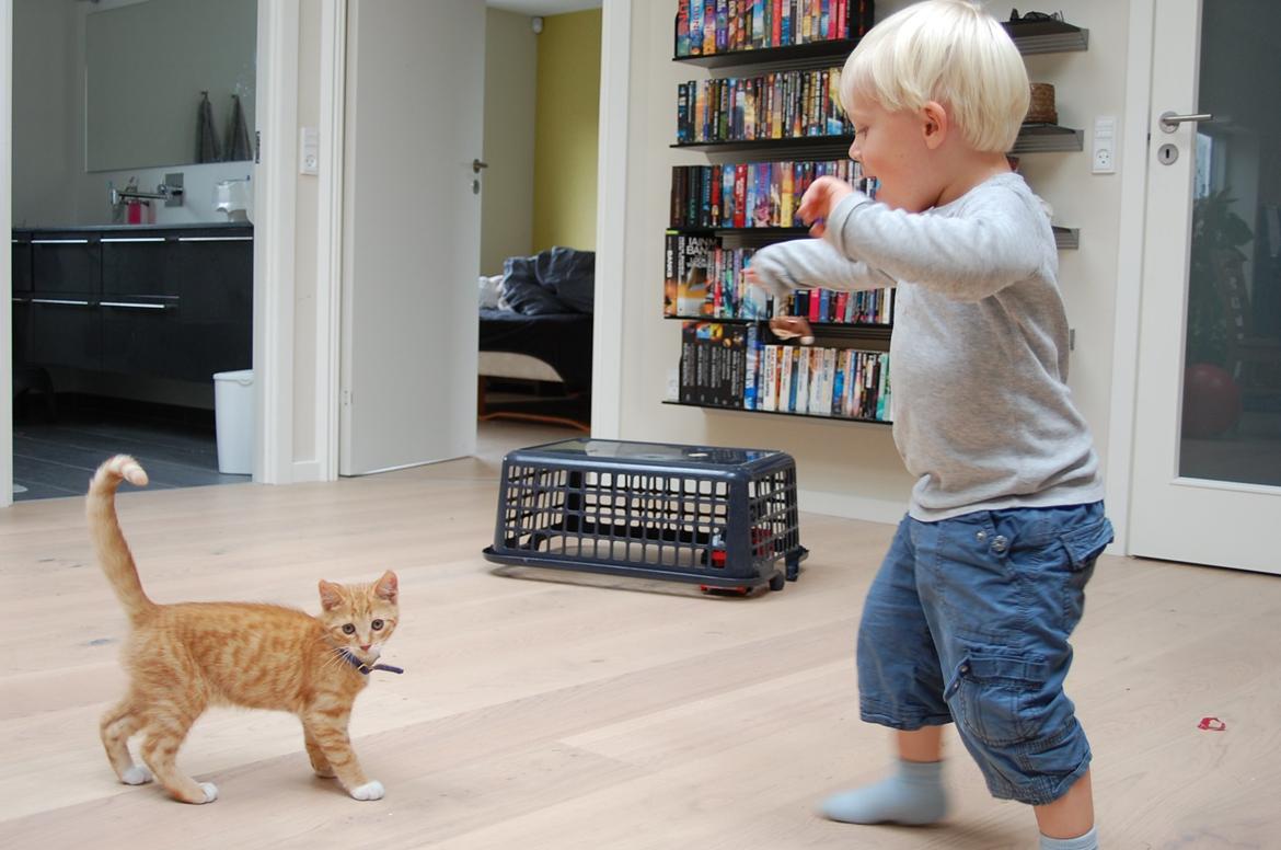 Huskat Baggårds Røde R.I.P billede 6