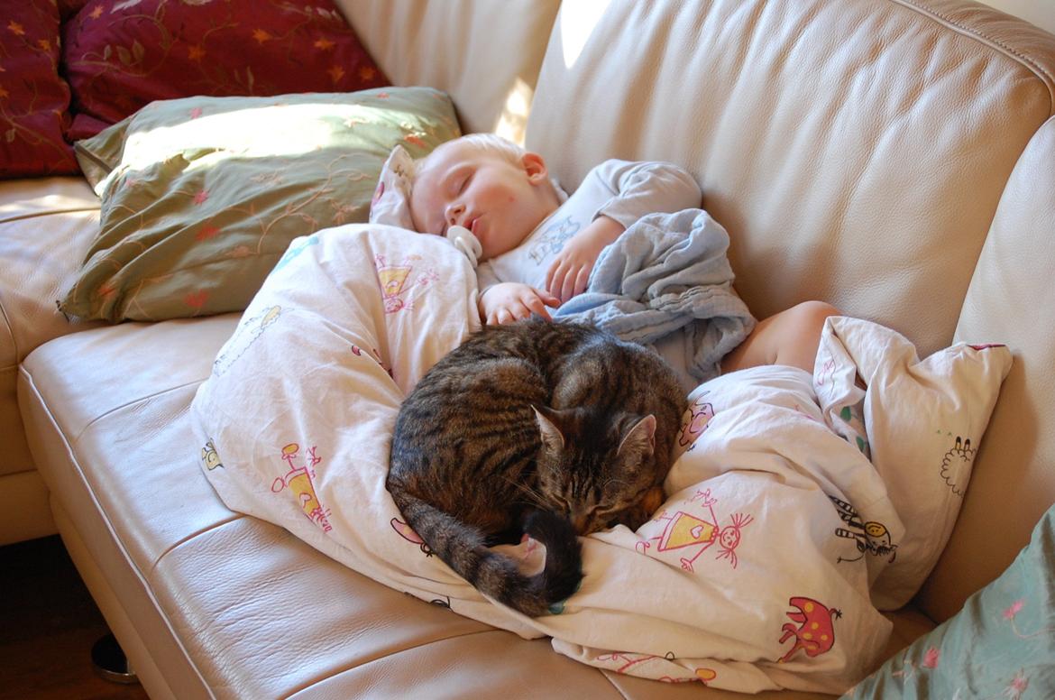 Huskat Gammelbys Misser R.I.P billede 5