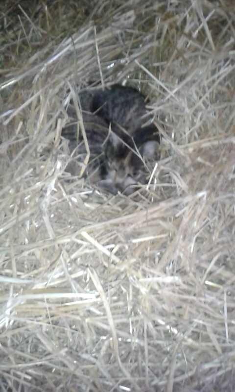 Huskat pus (mit et og alt) <3 - Har bygget en rede til hende billede 40