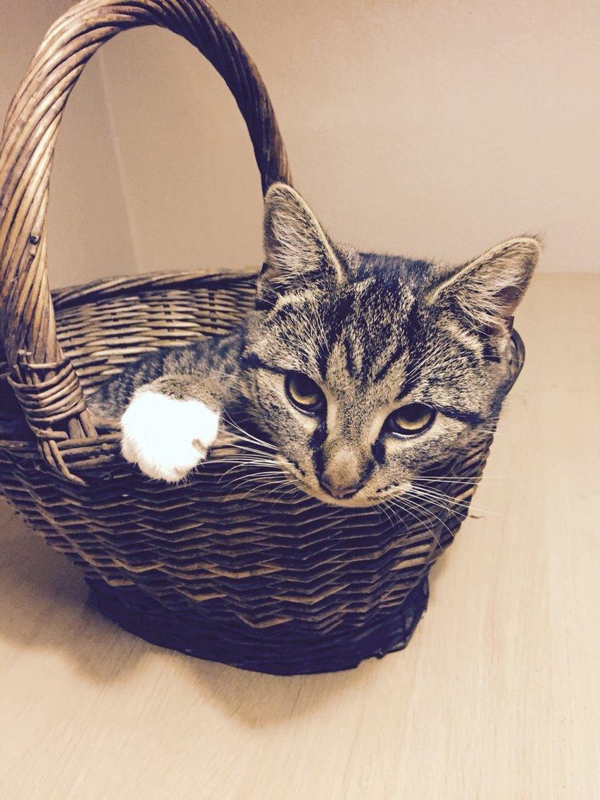 Huskat Tonser billede 29