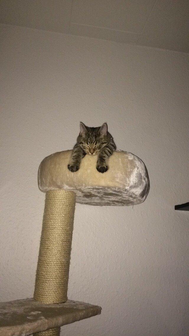 Europé Eife's Whirlaway (Willy) billede 27