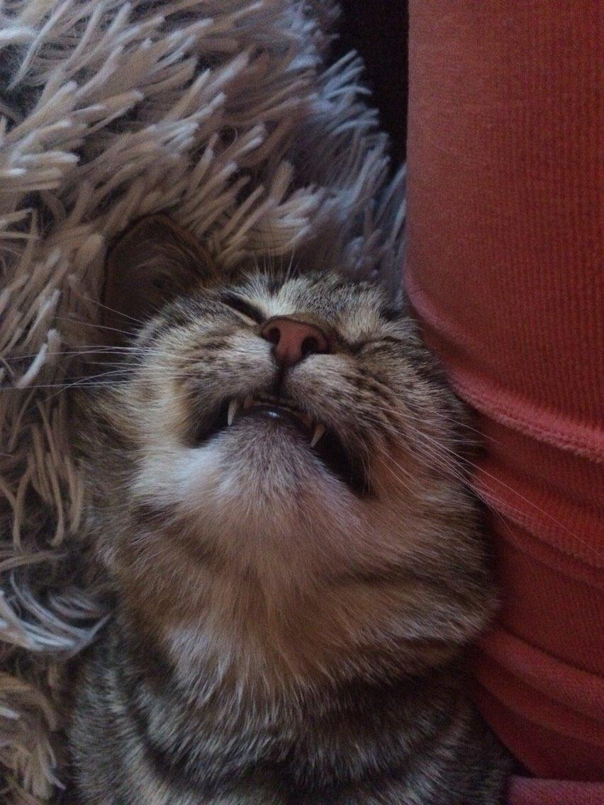 Europé Eife's Whirlaway (Willy) billede 26