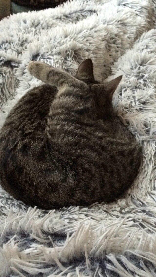 Huskat Arnold billede 21