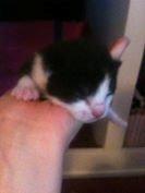 Huskat Diezel - Velkommen til Diezel's profil.    Diezel tre dage gammel. billede 1