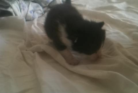 Huskat Diezel - Diezel tre uger gammel. billede 2