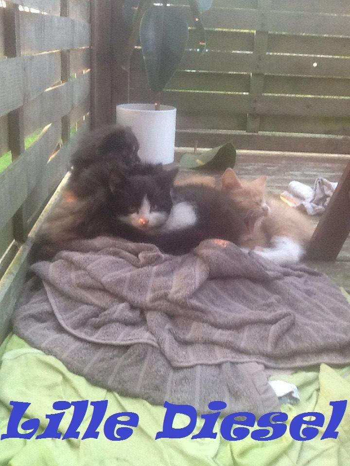 Huskat Diezel - Diezel 6-7 uger gammel. billede 3