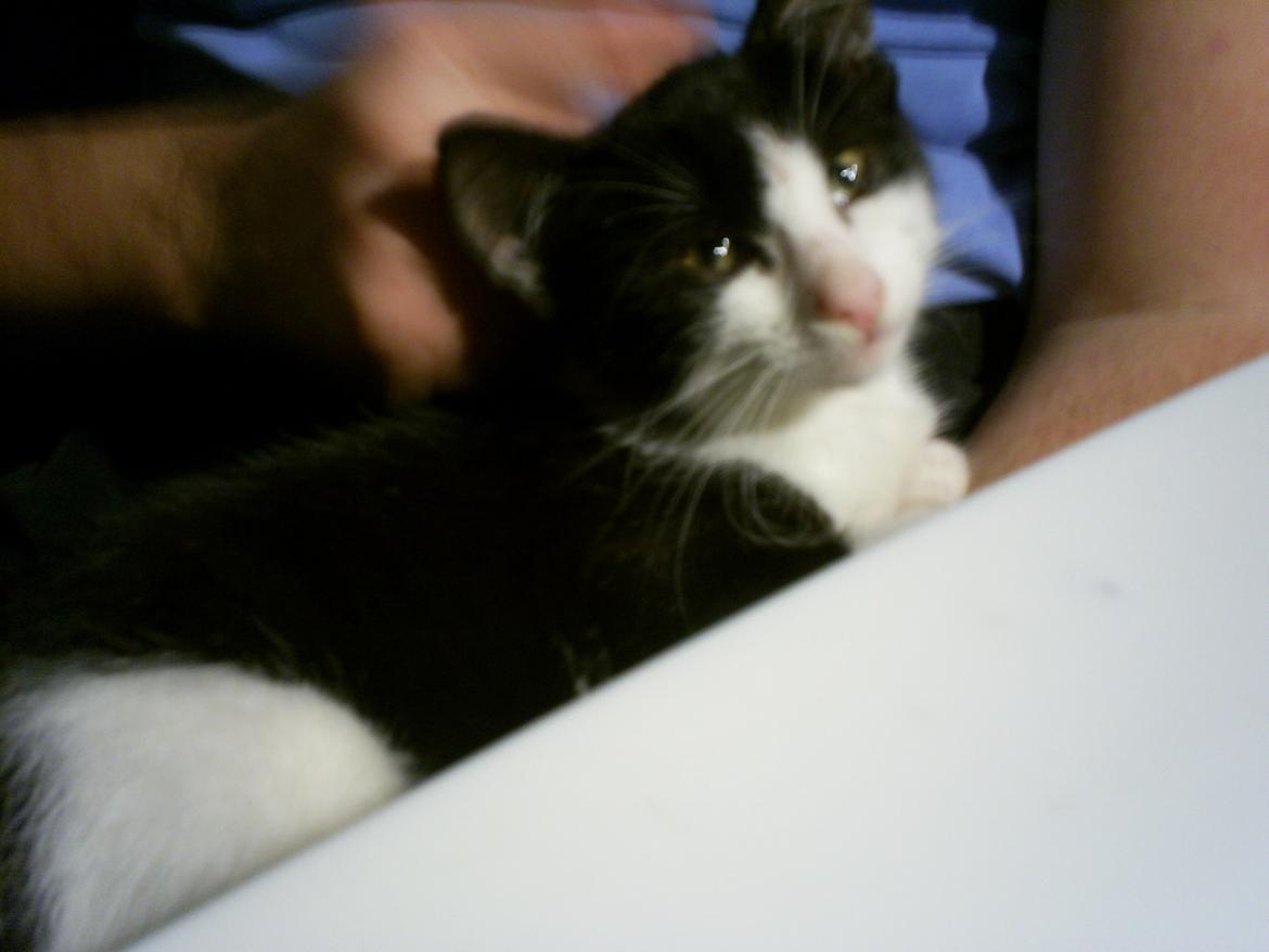 Huskat Diezel - Da vi lige havde fået ham hjem. billede 4