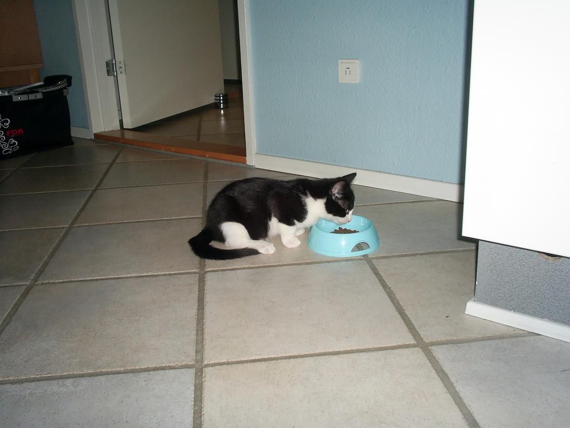 Huskat Diezel - Diezel 13 uger gammel. billede 5