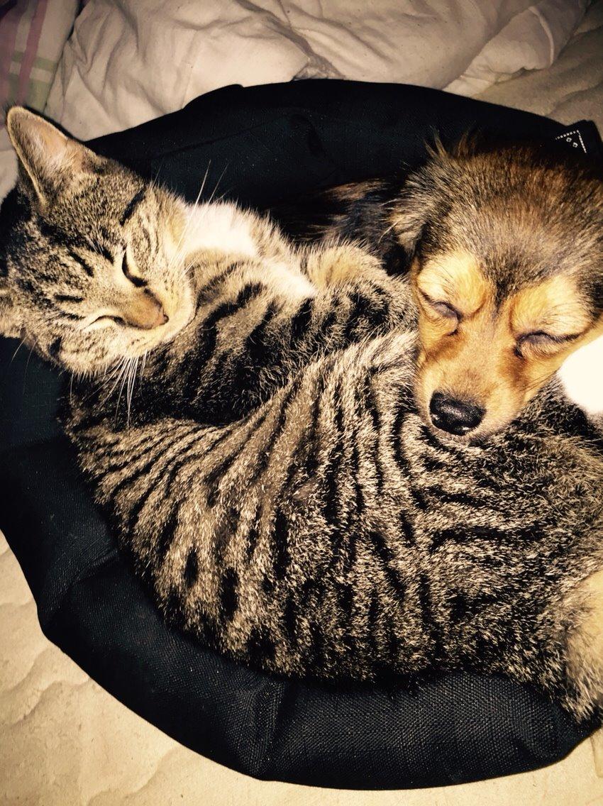 Huskat Tonser billede 30