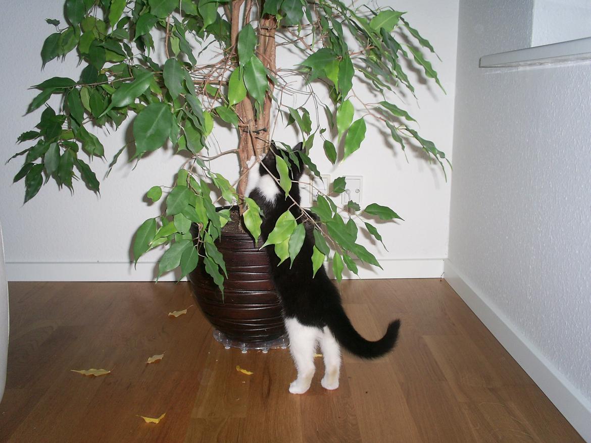 Huskat Diezel - Skat du må ikke kravle i planten. billede 6