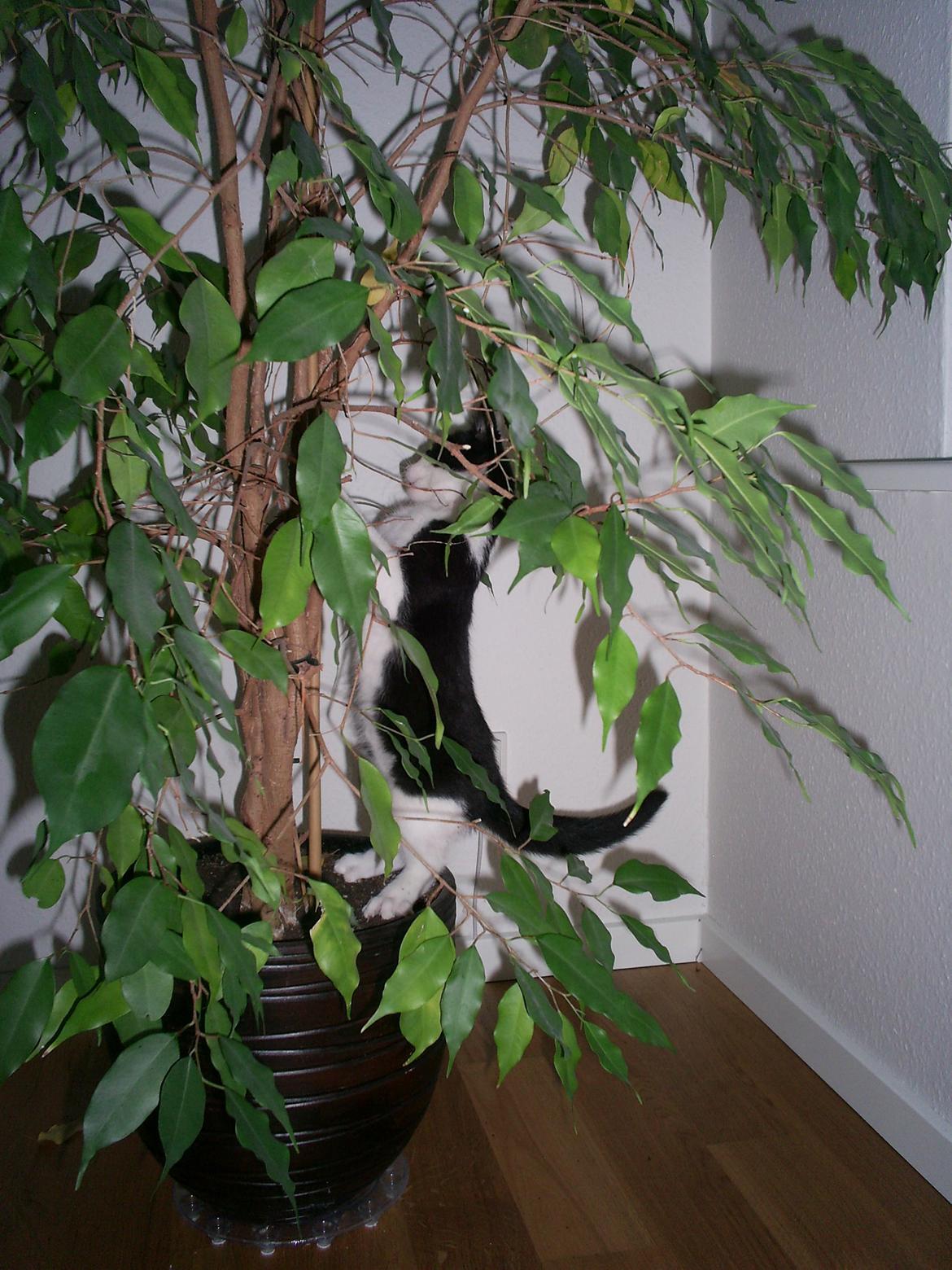 Huskat Diezel - Men du gør det alligevel. billede 7