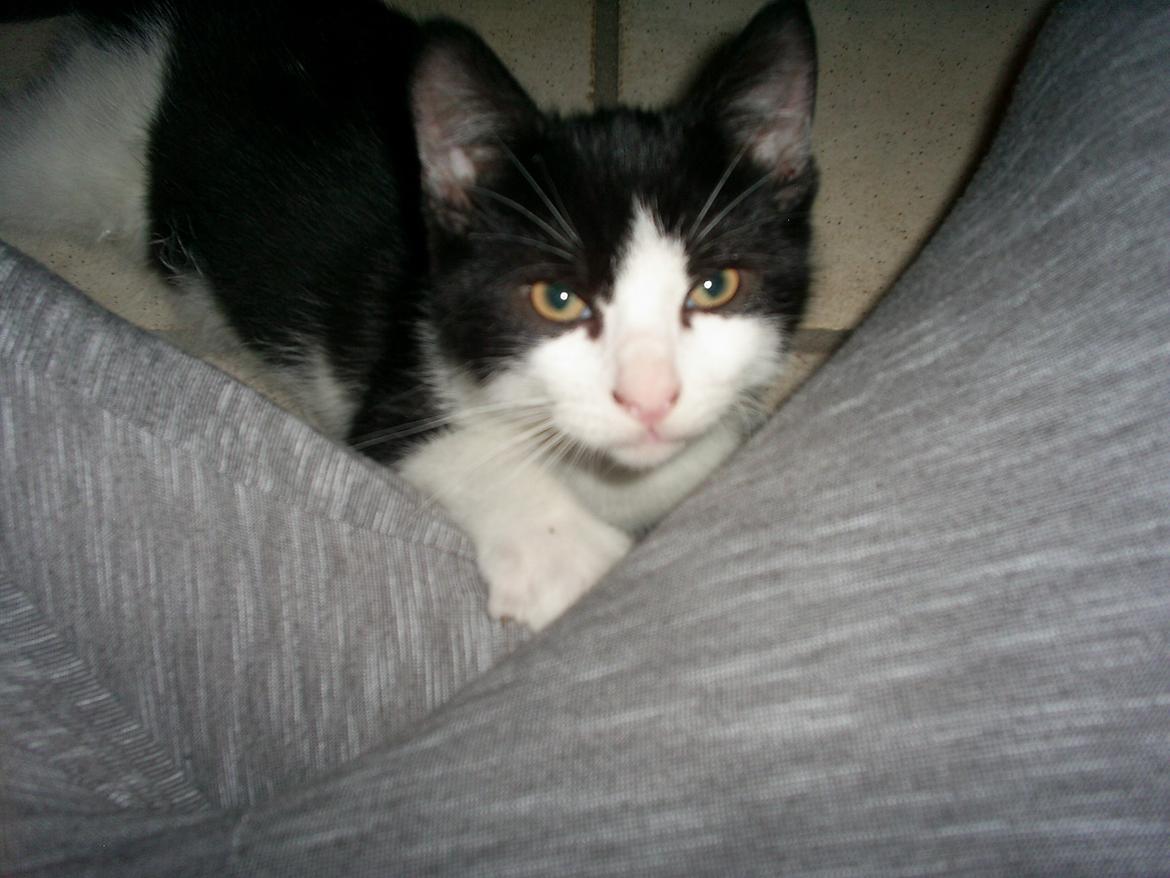 Huskat Diezel - Cutie face. billede 8