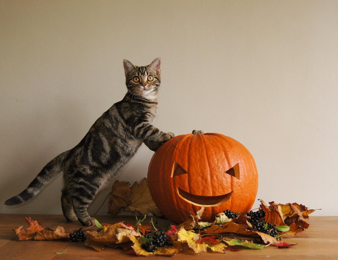 American Shorthair Fairy 4 U Ruby billede 2