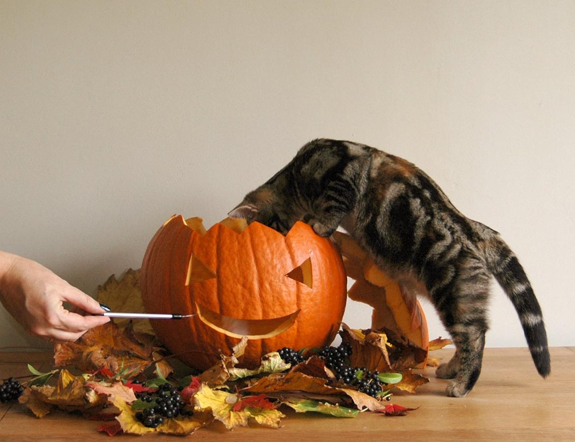 American Shorthair Fairy 4 U Ruby billede 4