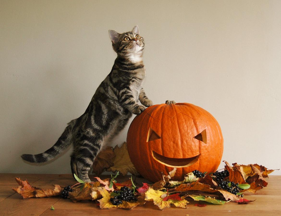 American Shorthair Fairy 4 U Ruby billede 5