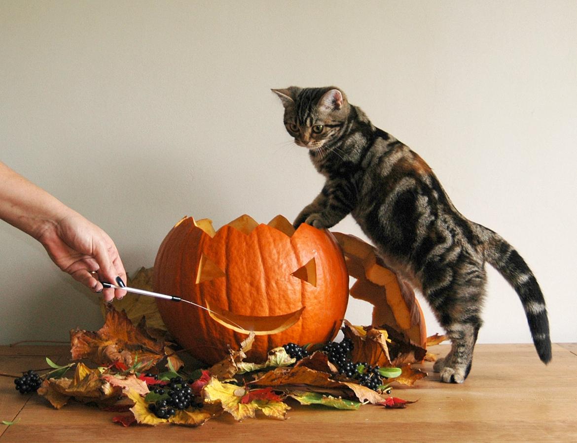 American Shorthair Fairy 4 U Ruby billede 6