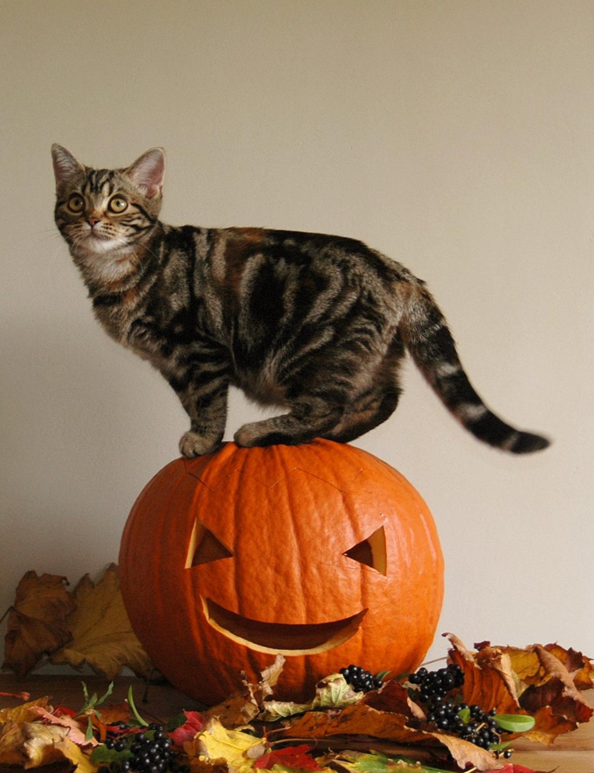 American Shorthair Fairy 4 U Ruby billede 7