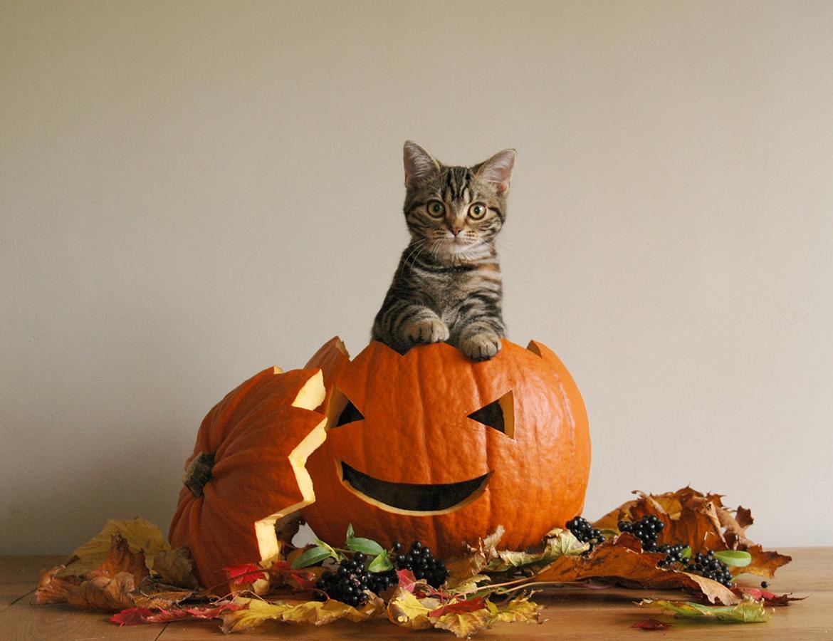 American Shorthair Fairy 4 U Ruby billede 1