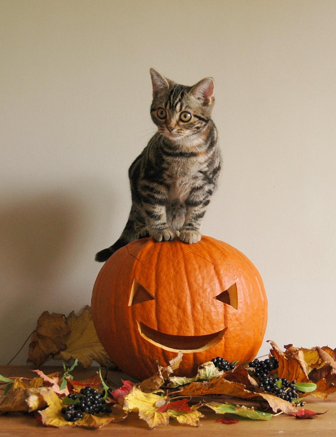 American Shorthair Fairy 4 U Ruby billede 8