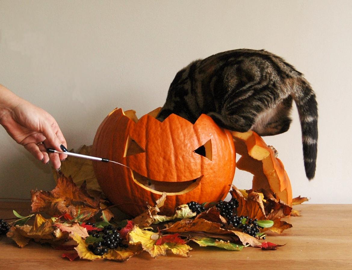 American Shorthair Fairy 4 U Ruby billede 3