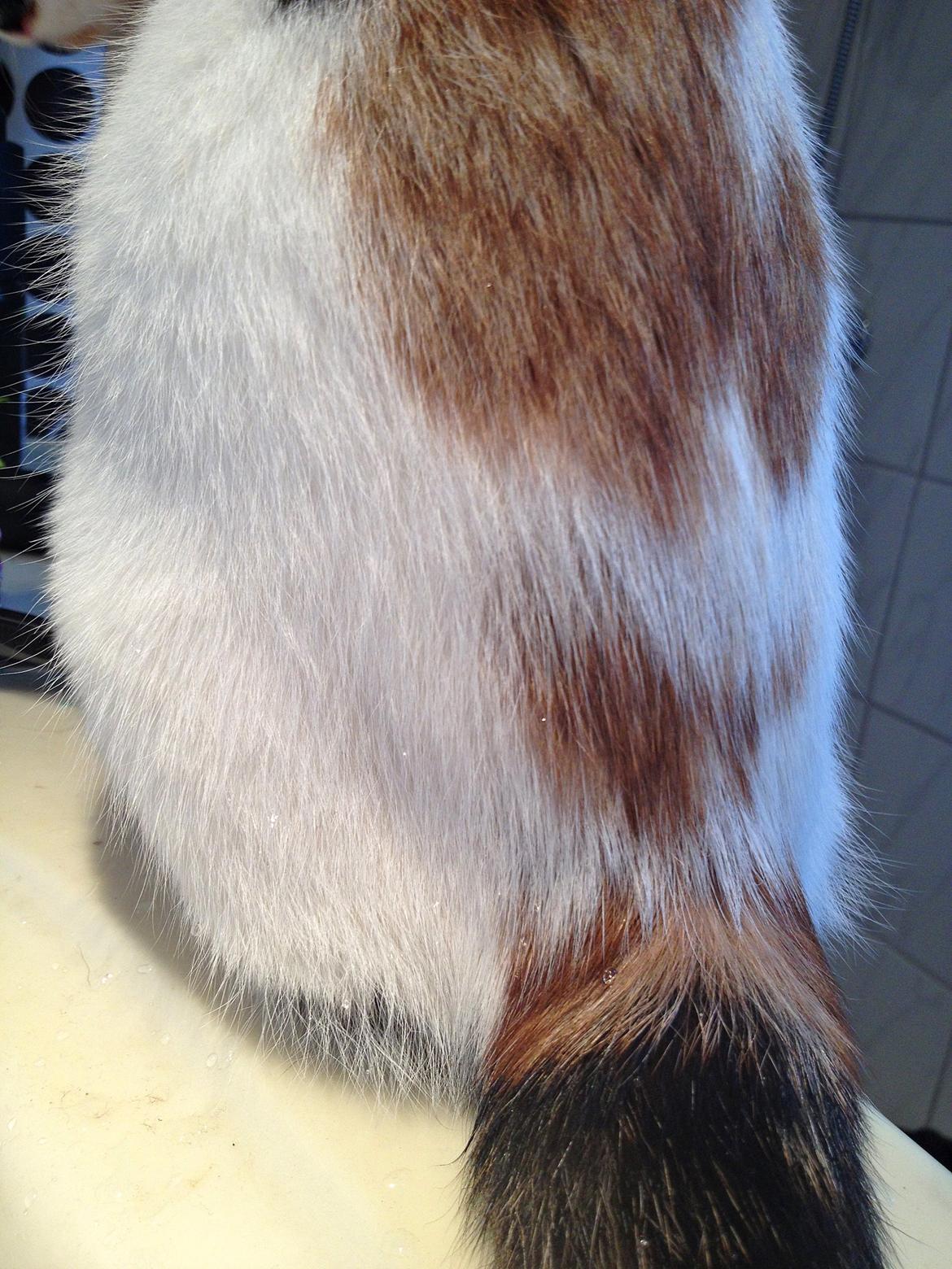 Huskat Rosie billede 15