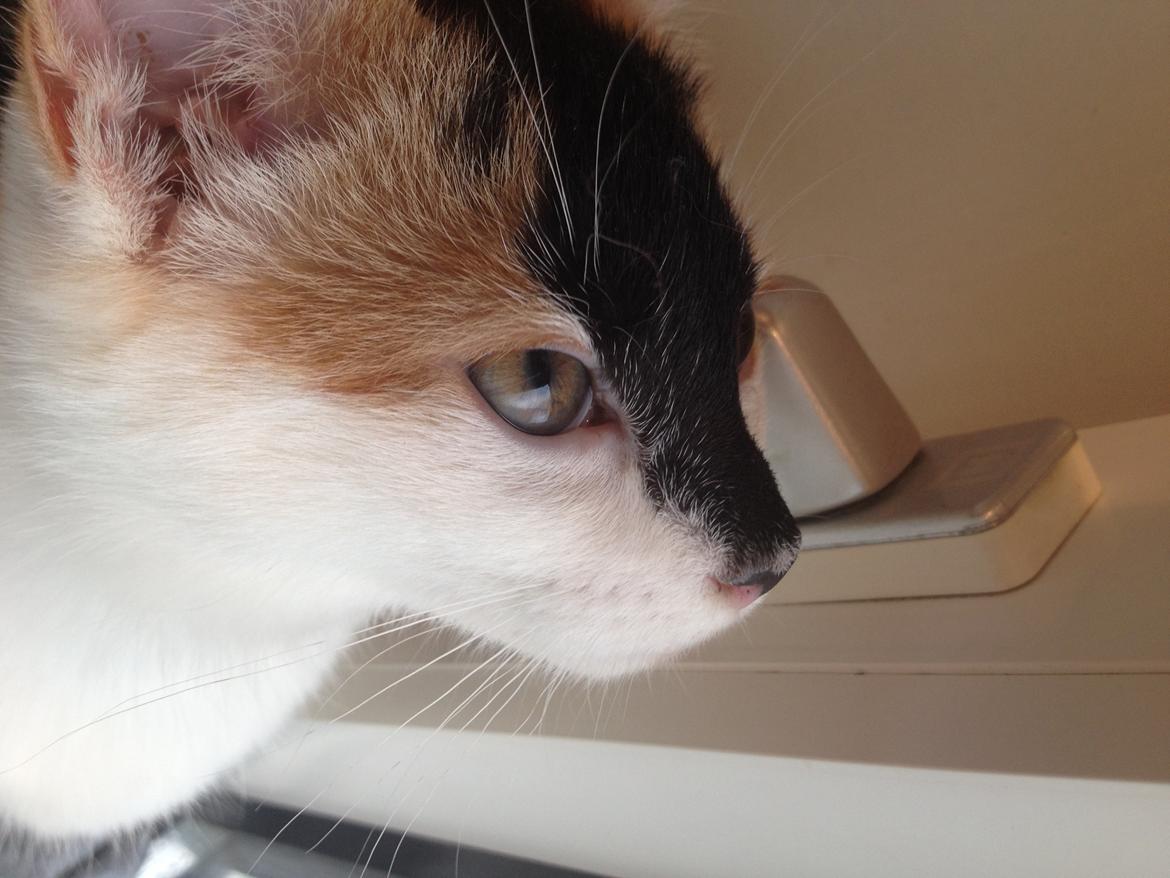 Huskat Rosie billede 13