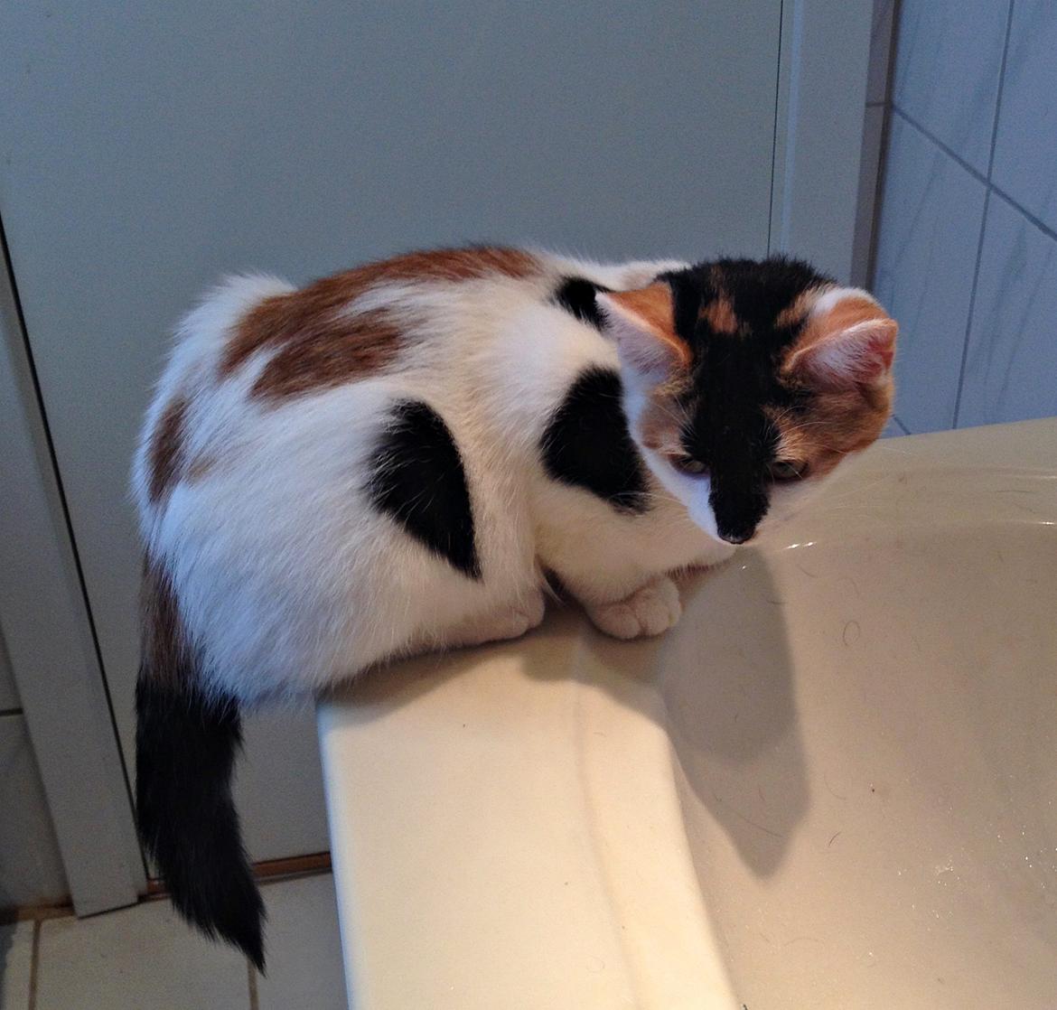 Huskat Rosie billede 14