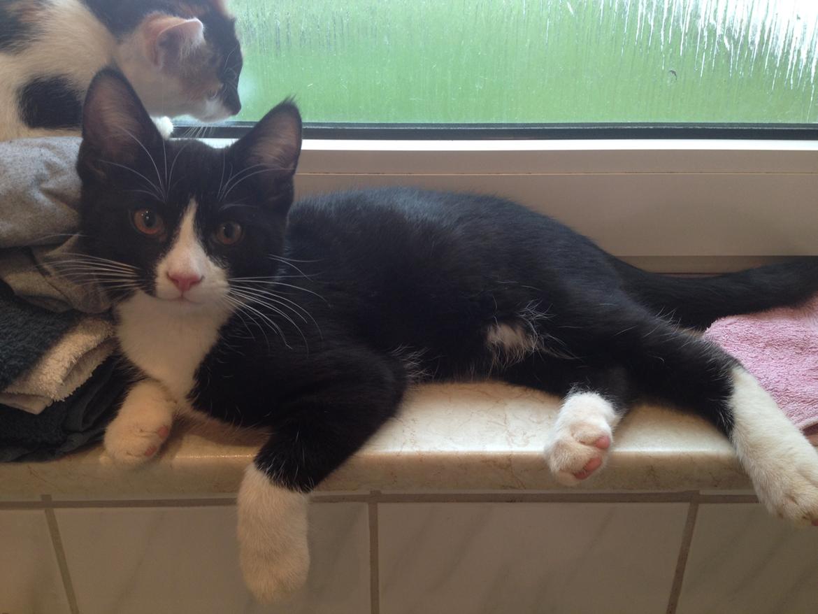 Huskat Shadow billede 14