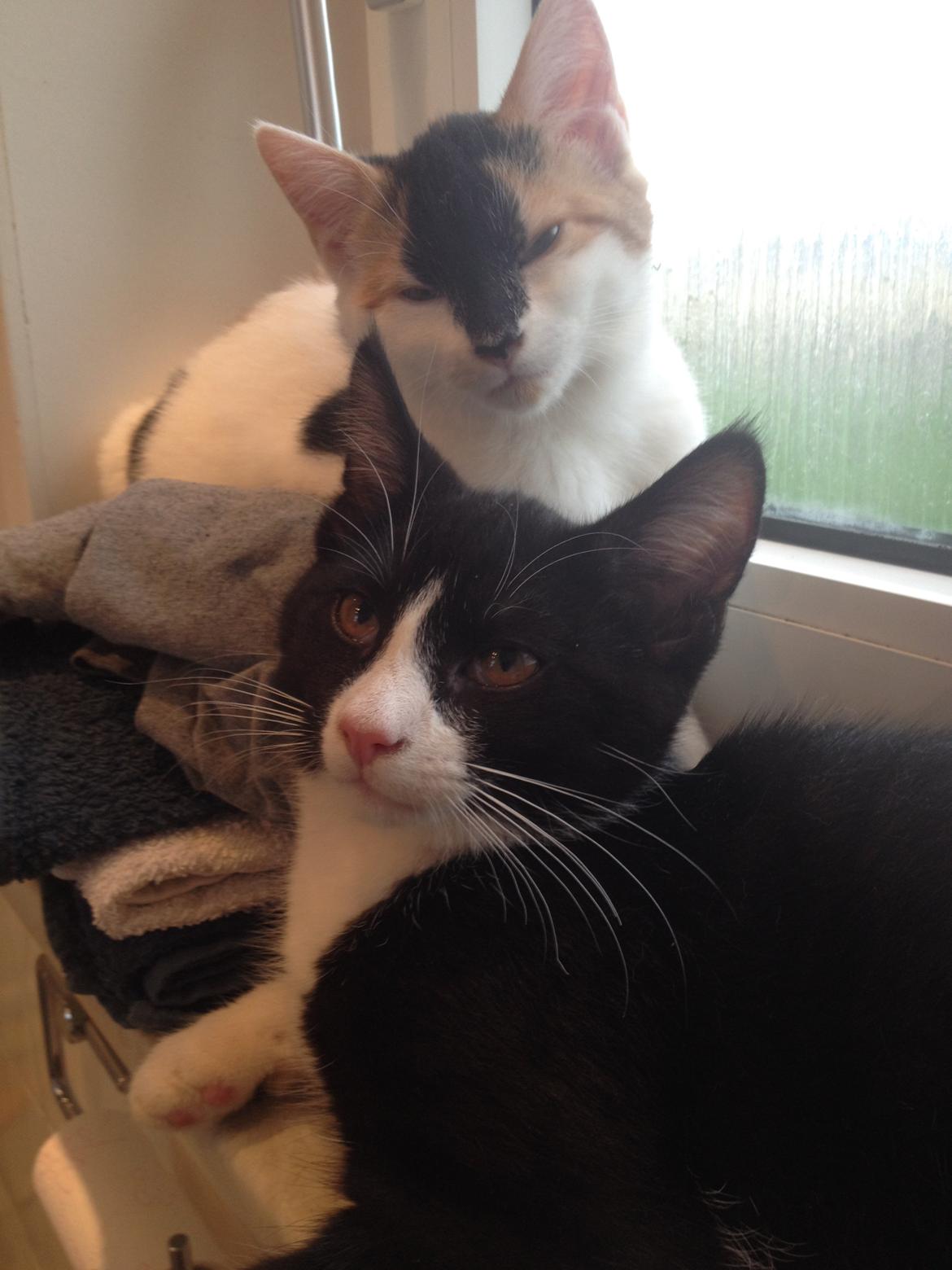 Huskat Shadow billede 15