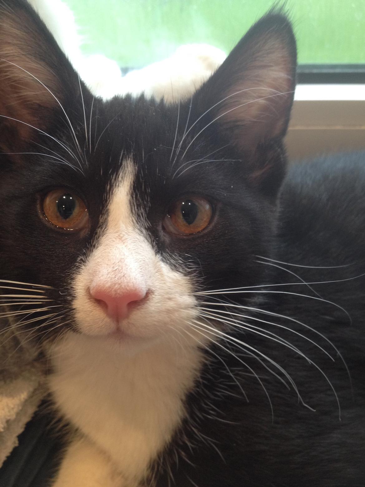 Huskat Shadow billede 13