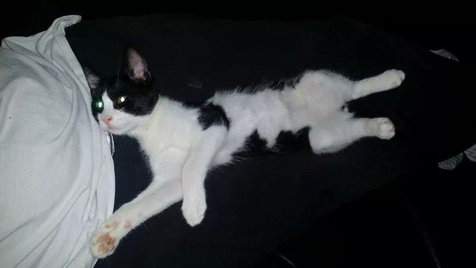 Huskat Nicky billede 10