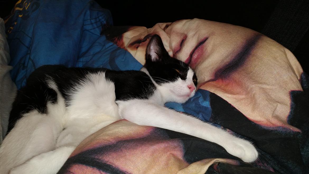 Huskat Nicky billede 12