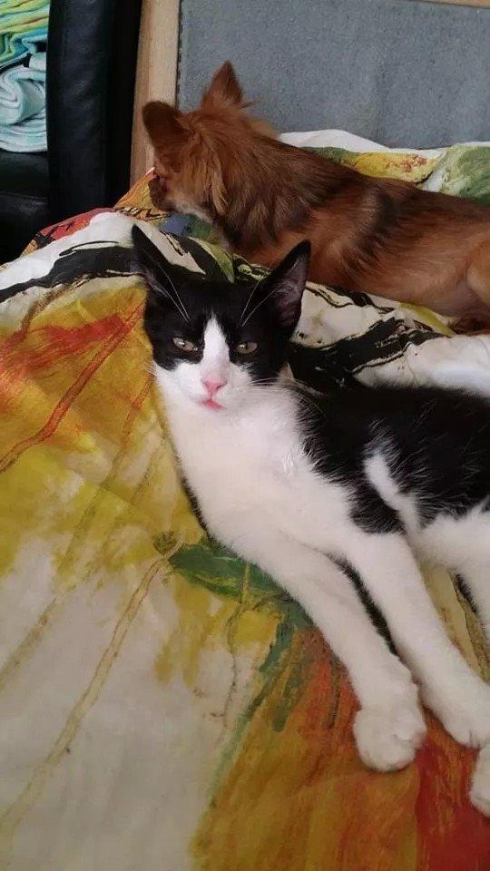 Huskat Nicky billede 11