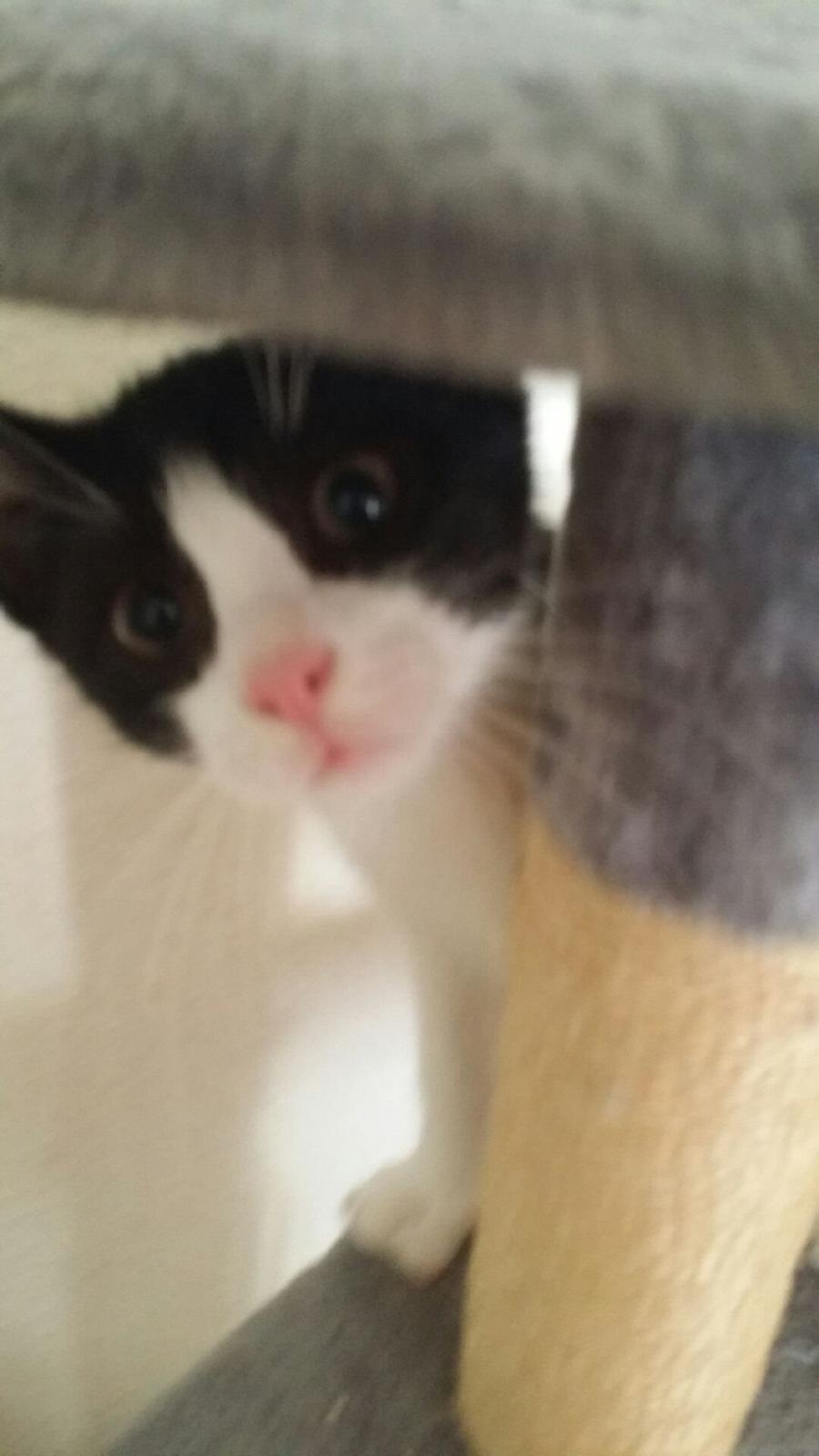 Huskat Nicky billede 13