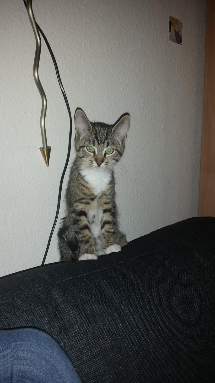 Huskat Felix billede 2