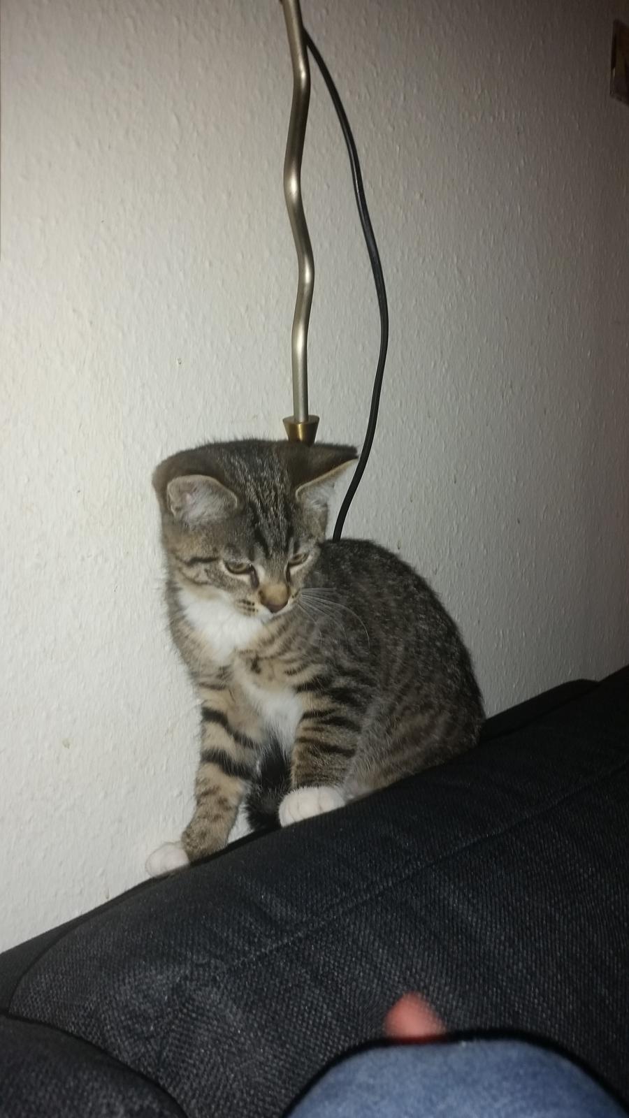 Huskat Felix billede 4