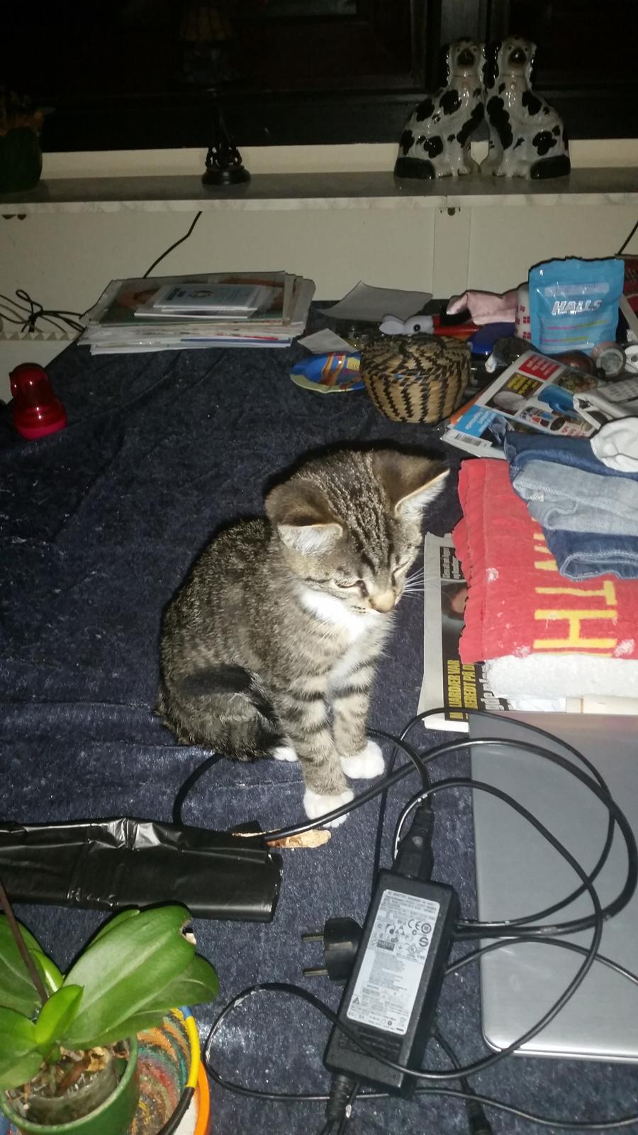 Huskat Felix billede 5