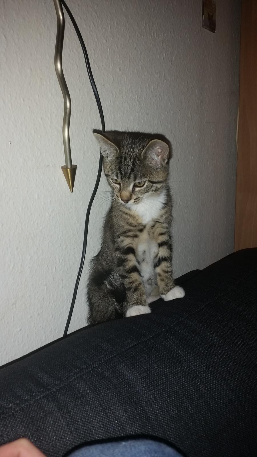 Huskat Felix billede 3