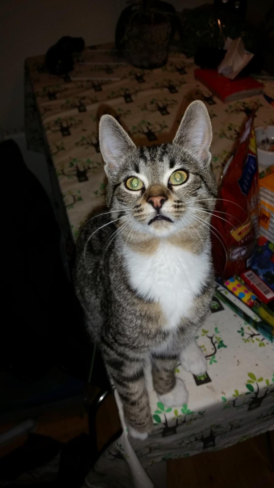 Huskat Felix billede 7